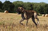 DOGUE ALLEMAND 342